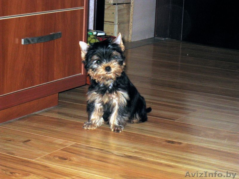 Йоркширский терьер, перспективный щенок - Изображение #1, Объявление #392582