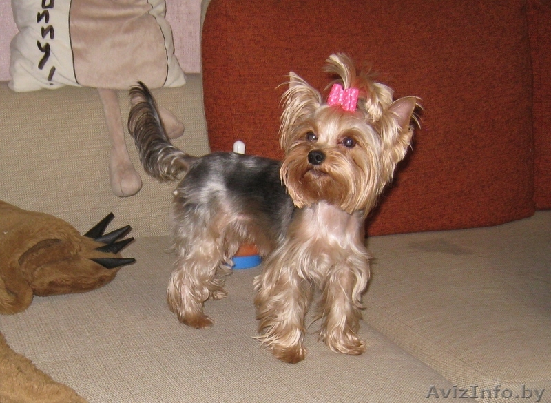 Йоркширский терьер, перспективный щенок - Изображение #4, Объявление #392582