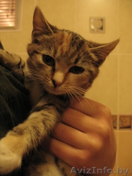 Ласковые котята в добрые руки - Изображение #2, Объявление #418552