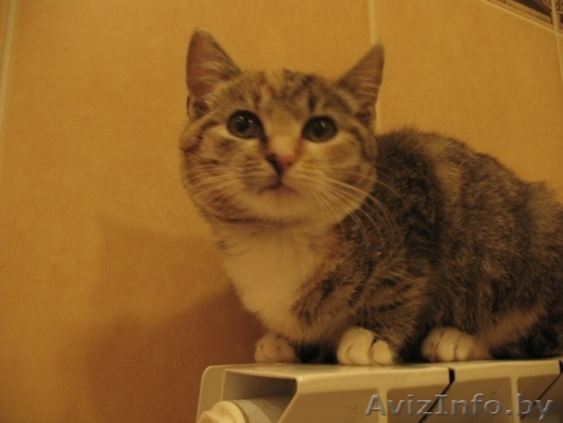 Ласковые котята в добрые руки - Изображение #3, Объявление #418552