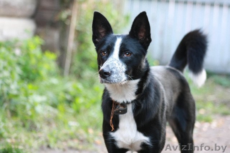 Минск. Тина – небольшая изящная собачка ищет дом. - Изображение #1, Объявление #398557