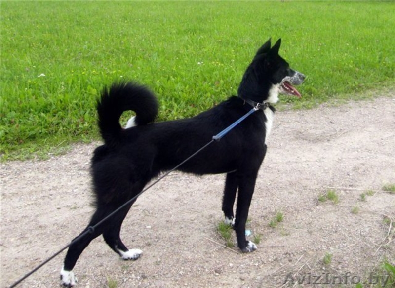 Минск. Тина – небольшая изящная собачка ищет дом. - Изображение #3, Объявление #398557