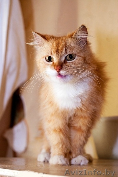 НИКОЛЬ - пушистая солнечная ласкушка и мурчалка в дар! - Изображение #2, Объявление #409456