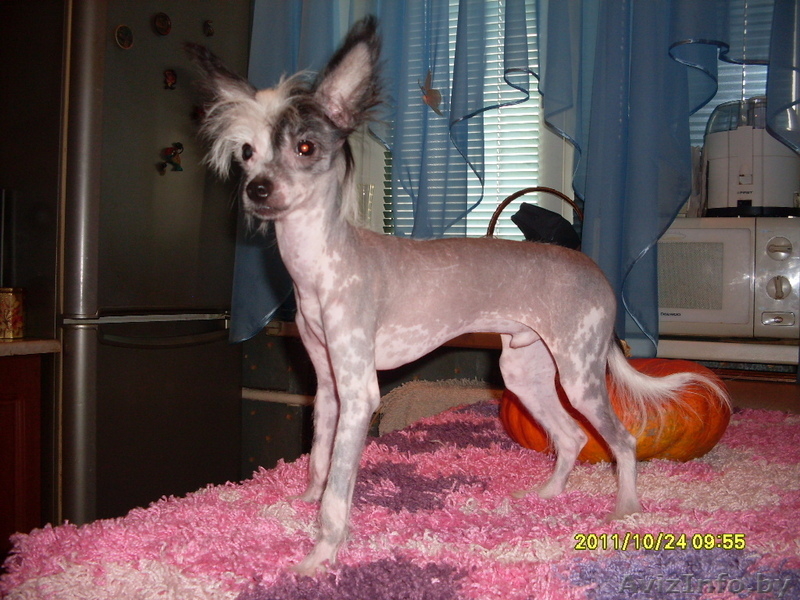 Предлагаю китайской хохлатой щенки - Изображение #1, Объявление #95687