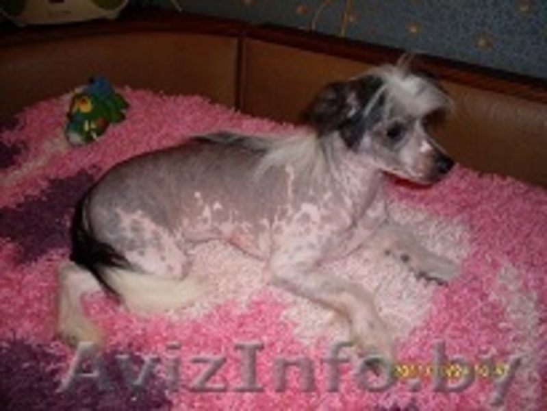 Предлагаю китайской хохлатой щенки - Изображение #3, Объявление #95687