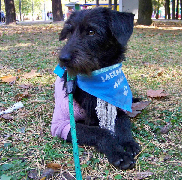 Щенок подросток в надежные руки - Изображение #1, Объявление #418235