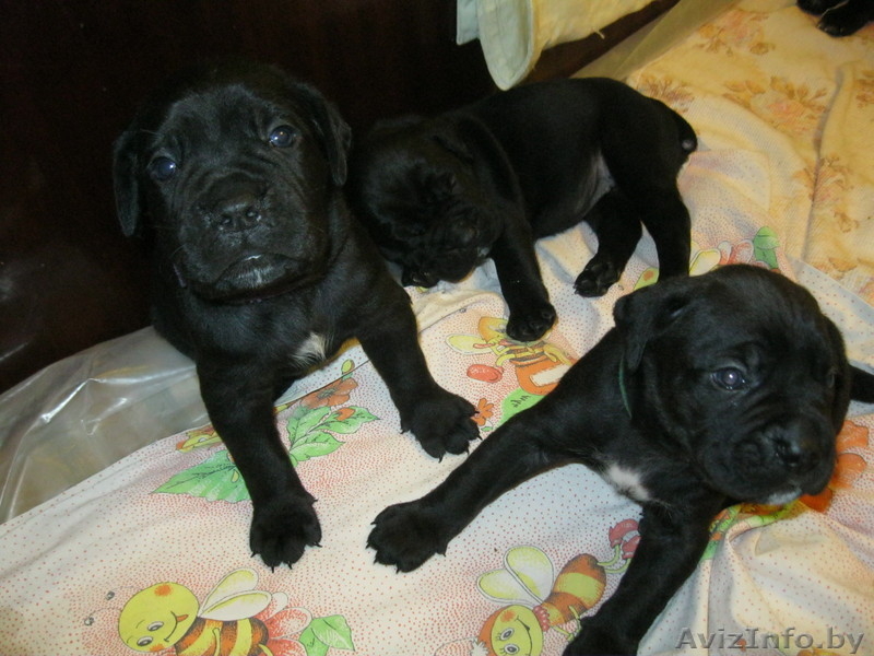 Щенки Кане корсо - Изображение #4, Объявление #425234