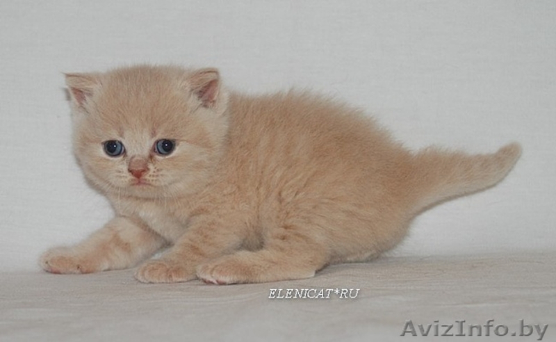 мягкие и пушистые Британцы - Изображение #1, Объявление #438926