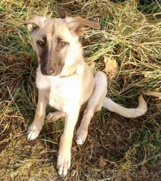 Красавица Лада в дар! - Изображение #1, Объявление #433064