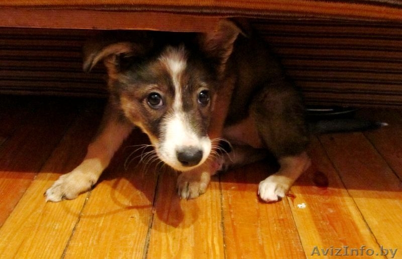 щенок-девочка, веселый, сообразительный, классный - в дар! - Изображение #1, Объявление #437750