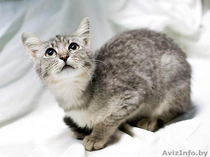 Котенок окраса «вискас» 6 мес. в дар - Изображение #2, Объявление #437898