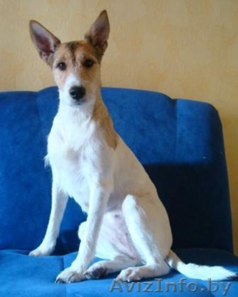 Стрижка собак в Минске!  - Изображение #1, Объявление #374066