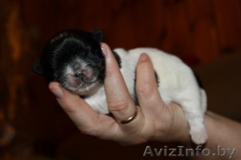 девочка ши-тцу!!! - Изображение #1, Объявление #437531