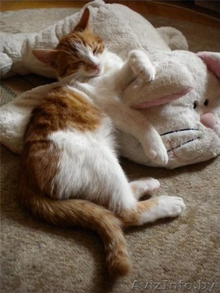 3-месячные котята-мальчики в добрые руки! - Изображение #3, Объявление #425842