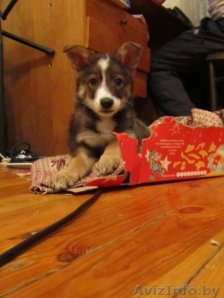 щенок-девочка, веселый, сообразительный, классный - в дар! - Изображение #2, Объявление #437750