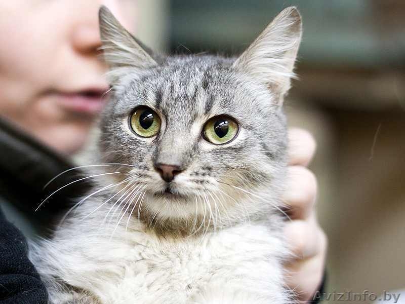 Котенок окраса «вискас» 6 мес. в дар - Изображение #1, Объявление #437898