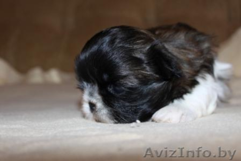 девочка ши-тцу!!! - Изображение #2, Объявление #437531