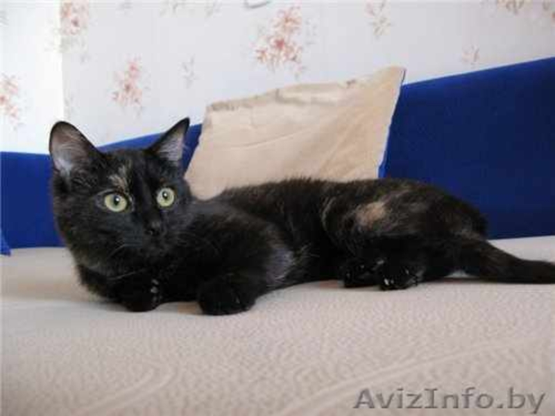 Сонечка примерная мурлыка - Изображение #2, Объявление #444034