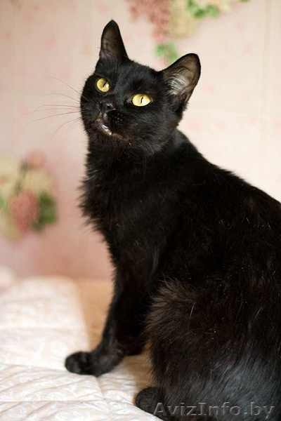 Изящная пантерка-кошка Лика - Изображение #1, Объявление #435563