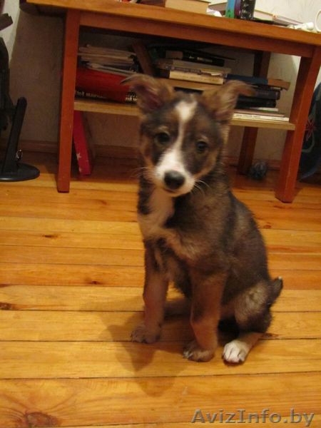 щенок-девочка, веселый, сообразительный, классный - в дар! - Изображение #3, Объявление #437750