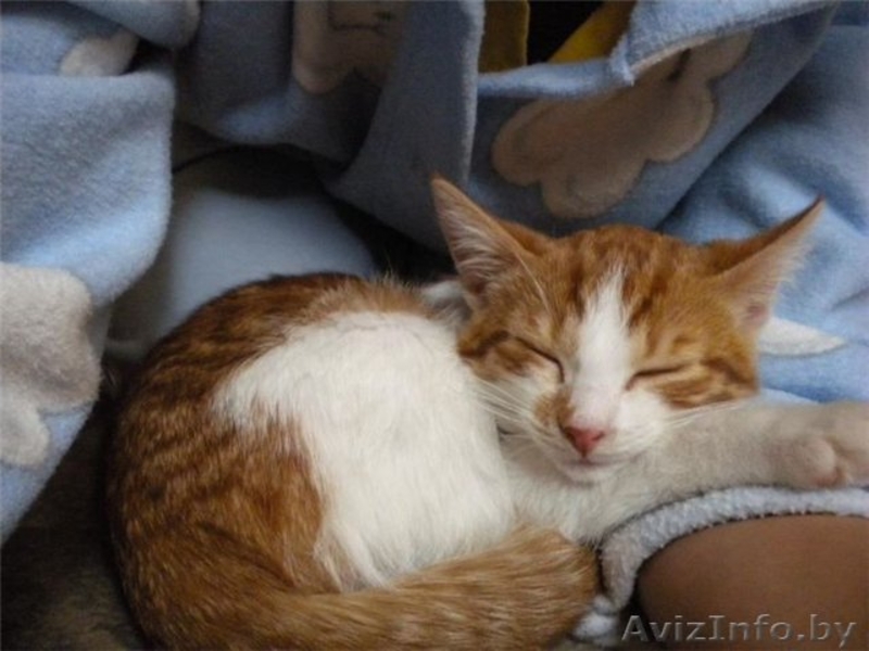 3-месячные котята-мальчики в добрые руки! - Изображение #4, Объявление #425842