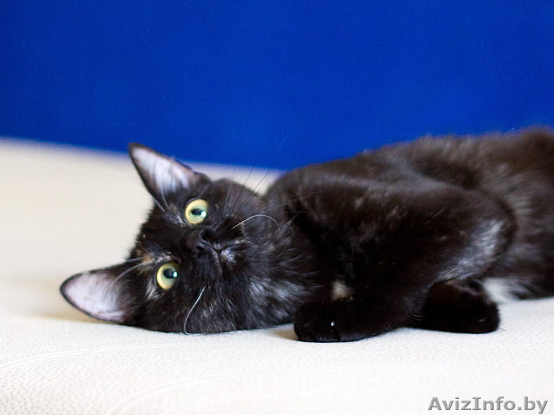 Сонечка примерная мурлыка - Изображение #3, Объявление #444034