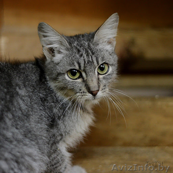 Котенок окраса «вискас» 6 мес. в дар - Изображение #4, Объявление #437898