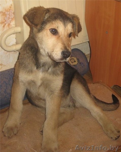 Овчаристые щенки в дар! - Изображение #2, Объявление #456098
