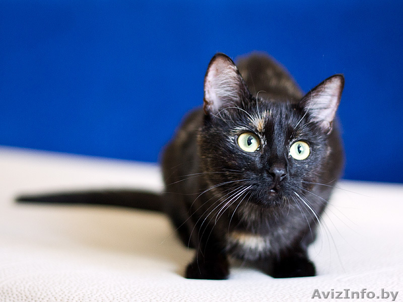 Сонечка примерная мурлыка - Изображение #4, Объявление #444034