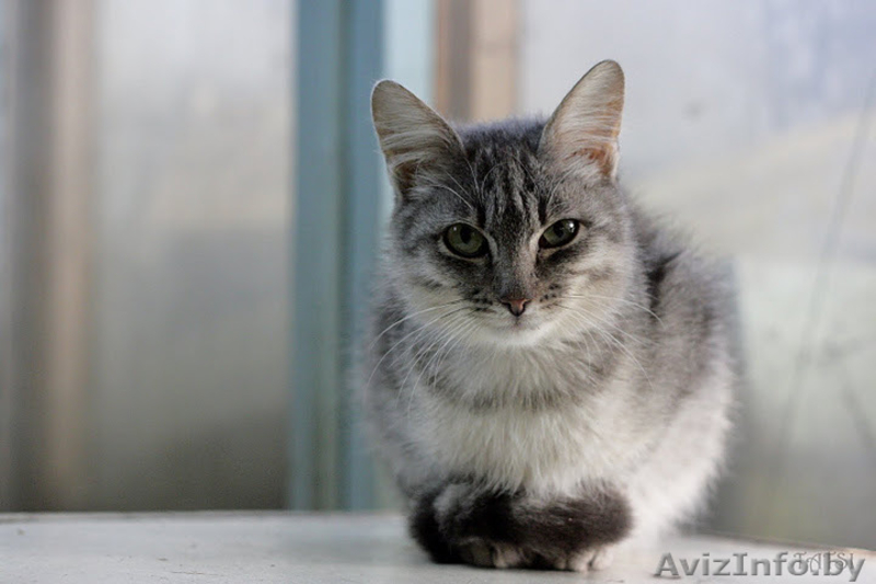 Котенок окраса «вискас» 6 мес. в дар - Изображение #3, Объявление #437898