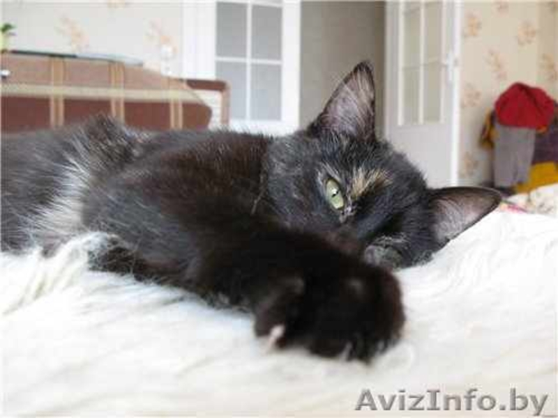 Сонечка примерная мурлыка - Изображение #5, Объявление #444034