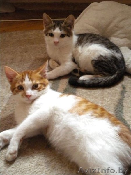 3-месячные котята-мальчики в добрые руки! - Изображение #6, Объявление #425842