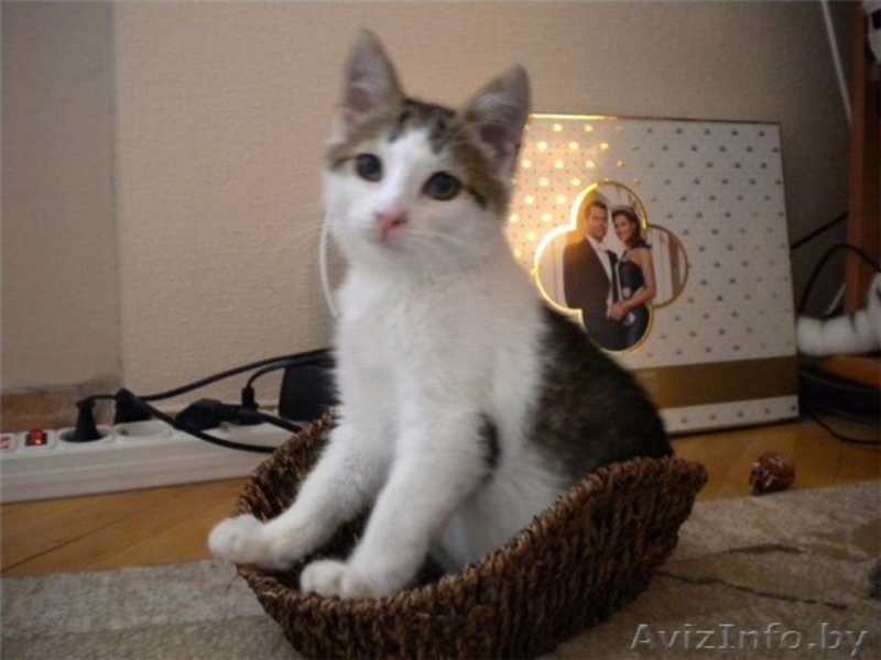 3-месячные котята-мальчики в добрые руки! - Изображение #5, Объявление #425842