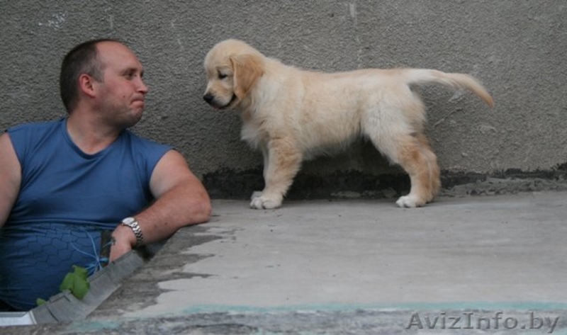 Голден (золотистого) ретривера щенки от выездной вязки - Изображение #3, Объявление #435172