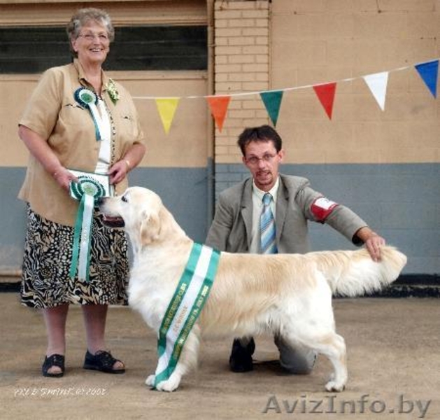 Голден (золотистого) ретривера щенки от выездной вязки - Изображение #2, Объявление #435172