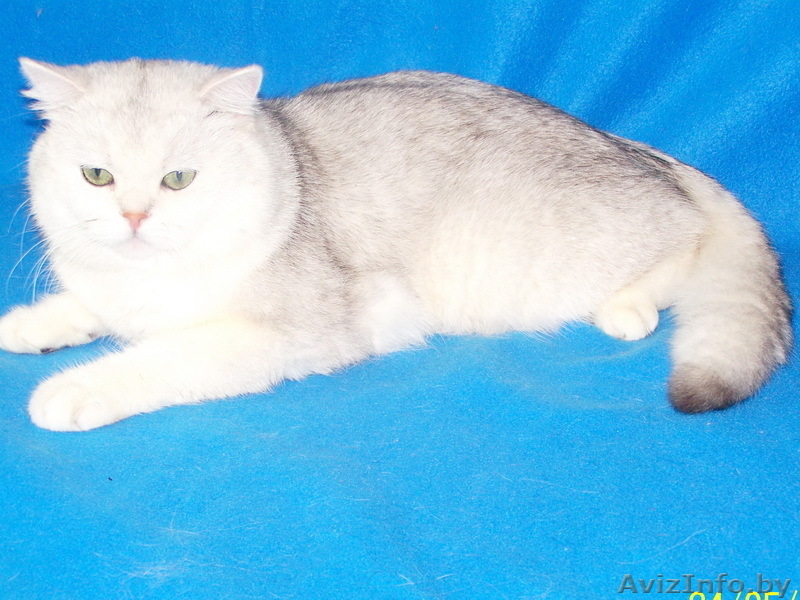 Британские и Шотландские вислоухие котята Серебристая и Золотая Шиншил - Изображение #1, Объявление #430739