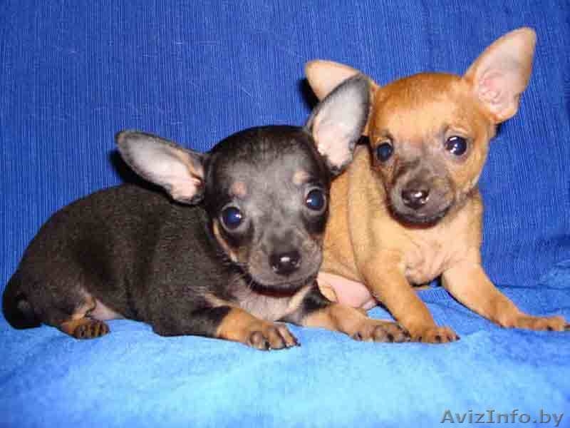 Профессиональный питомник той-терьеров КСУ-FCI, щенки, вязки, доставка - Изображение #3, Объявление #430741