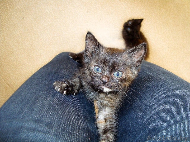 Адель и Марси - французские "шоколадки" с корицей. - Изображение #2, Объявление #442560