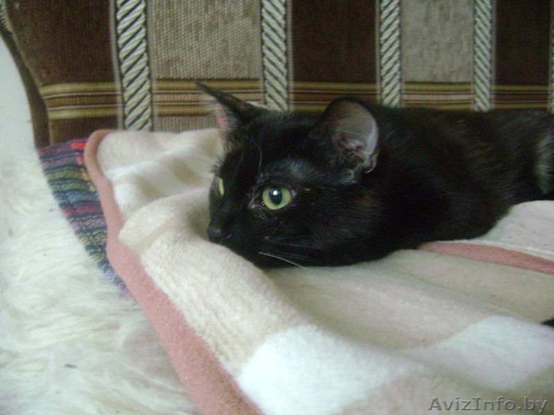 Сонечка примерная мурлыка - Изображение #6, Объявление #444034