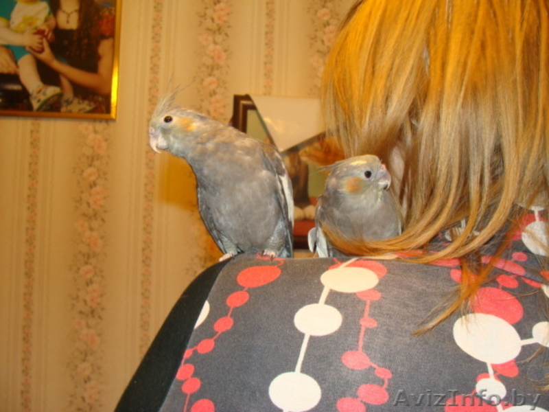Попугай корелла 1.5мес. Ручные как котята  - Изображение #3, Объявление #431778
