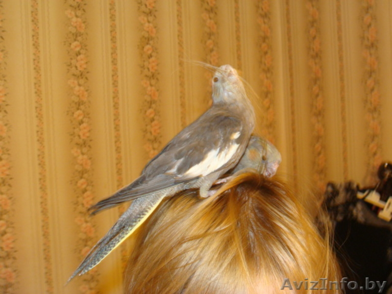 Попугай корелла 1.5мес. Ручные как котята  - Изображение #4, Объявление #431778