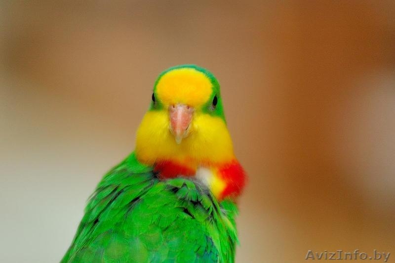 АВСТРАЛИЙСКИЙ РОСКОШНЫЙ БАРРАБАНДОВ ПОПУГАЙ - Изображение #3, Объявление #455633