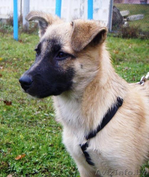 Ласковый овчаристый щенок в дар ! - Изображение #2, Объявление #426246