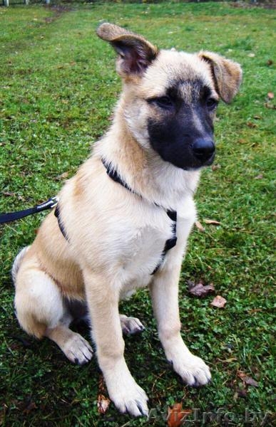 Ласковый овчаристый щенок в дар ! - Изображение #1, Объявление #426246