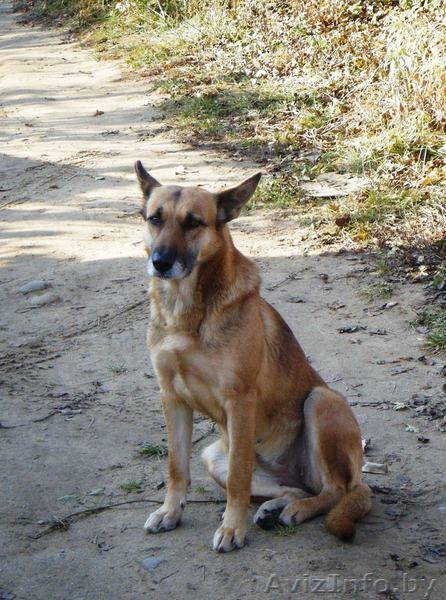 Добрая собака в дар (можно в загородный дом или вольер) - Изображение #2, Объявление #429461