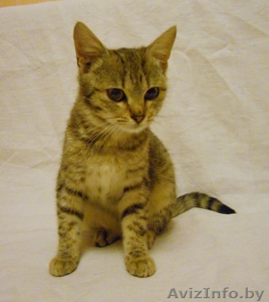 ДАР. Милые котята ищут заботливый хозяев! - Изображение #2, Объявление #427464