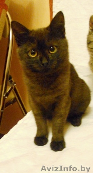 ДАР. Милые котята ищут заботливый хозяев! - Изображение #3, Объявление #427464