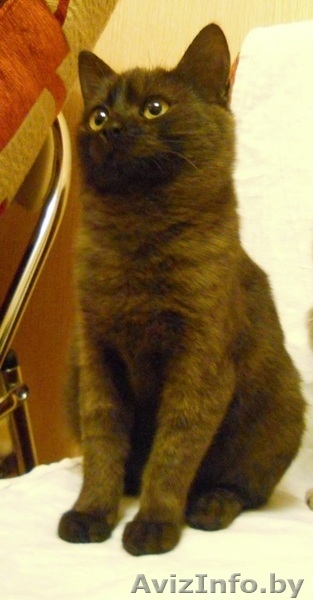 ДАР. Милые котята ищут заботливый хозяев! - Изображение #4, Объявление #427464