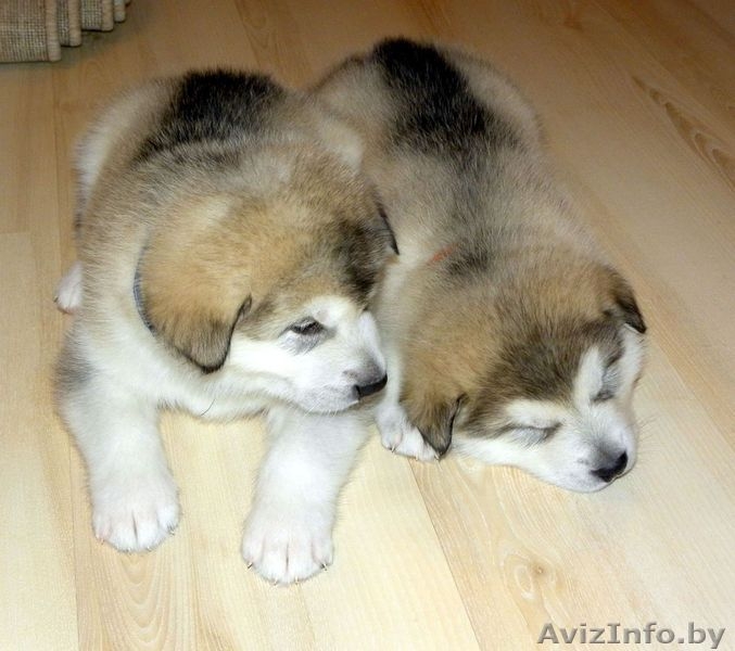 Аляскинский маламут - щенки - Изображение #3, Объявление #412622