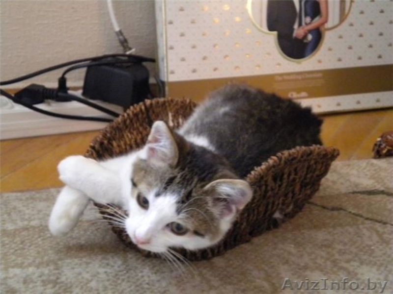 3-месячные котята-мальчики в добрые руки! - Изображение #1, Объявление #425842